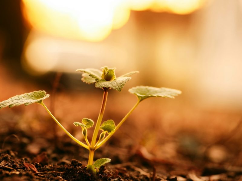 Close up of spring plant growing useful for backgrounds